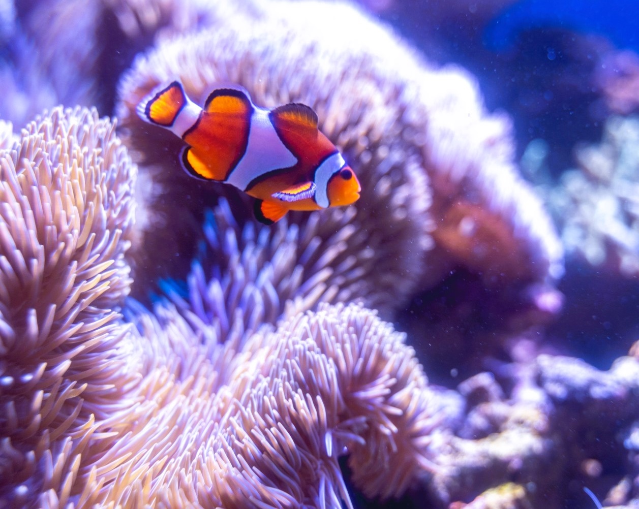 Portal-Japan 日本全国(47都道府県、1790市区町村)の総合ポータルサイト「ポータルジャパン」「ひるなび」「ポータルサイト」「全国版情報ポータルサイト」「hirunabi」 福島県いわき市