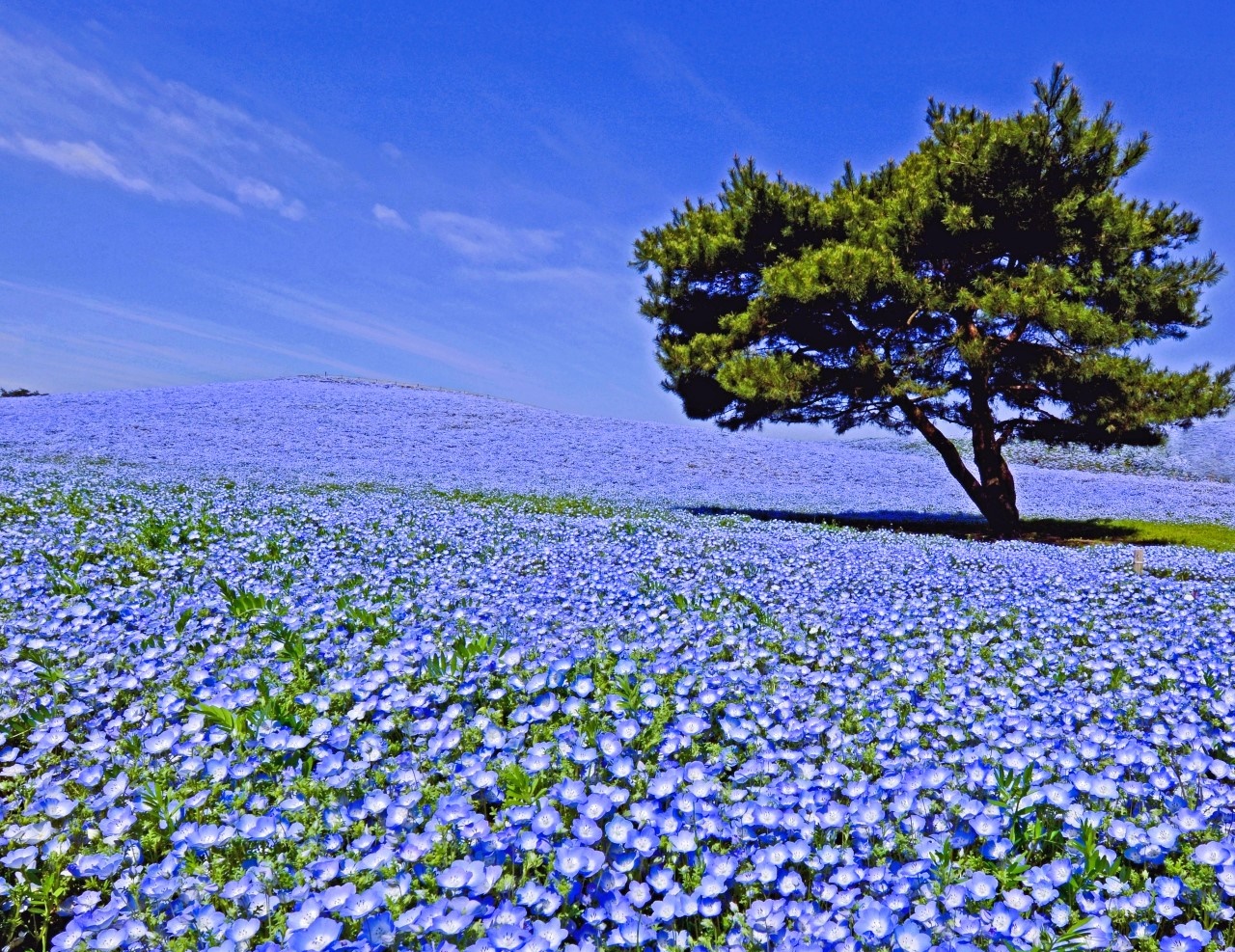 Portal-Japan 日本全国(47都道府県、1790市区町村)の総合ポータルサイト「ポータルジャパン」「ひるなび」「ポータルサイト」「全国版情報ポータルサイト」「hirunabi」 茨城県