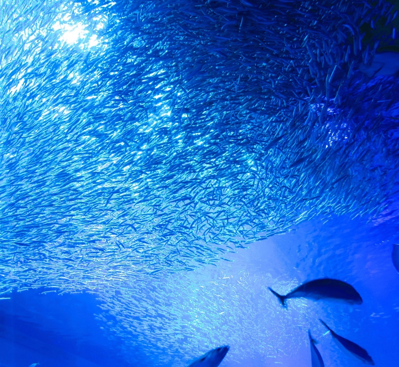 Portal-Japan 日本全国(47都道府県、1790市区町村)の総合ポータルサイト「ポータルジャパン」「ひるなび」「ポータルサイト」「全国版情報ポータルサイト」「hirunabi」 茨城県