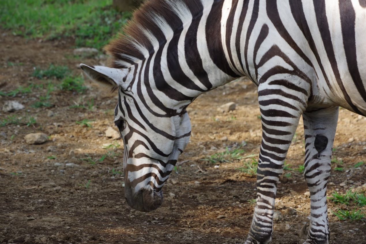 Portal-Japan 日本全国(47都道府県、1790市区町村)の総合ポータルサイト「ポータルジャパン」「ひるなび」「ポータルサイト」「全国版情報ポータルサイト」「hirunabi」 神奈川県横浜市旭区