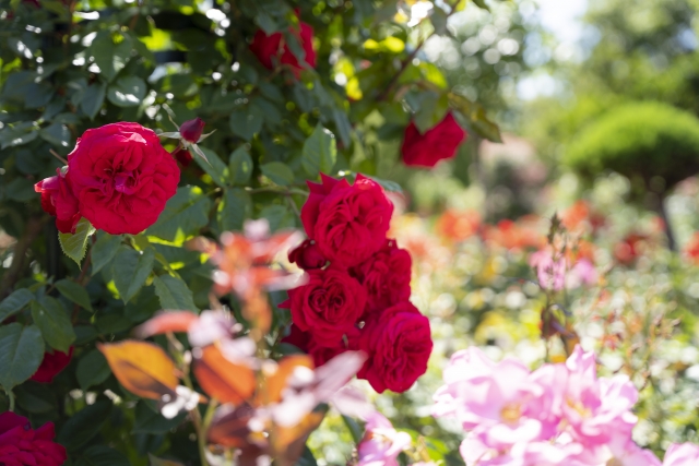 Portal-Japan 日本全国(47都道府県、1790市区町村)の総合ポータルサイト「ポータルジャパン」「ひるなび」「ポータルサイト」「全国版情報ポータルサイト」「hirunabi」 神奈川県小田原市