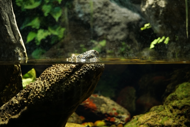 Portal-Japan 日本全国(47都道府県、1790市区町村)の総合ポータルサイト「ポータルジャパン」「ひるなび」「ポータルサイト」「全国版情報ポータルサイト」「hirunabi」 京都府