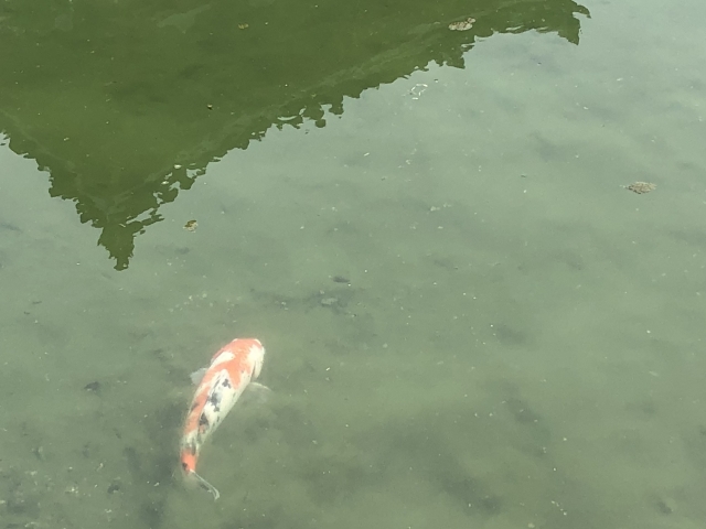 Portal-Japan 日本全国(47都道府県、1790市区町村)の総合ポータルサイト「ポータルジャパン」「ひるなび」「ポータルサイト」「全国版情報ポータルサイト」「hirunabi」 京都府