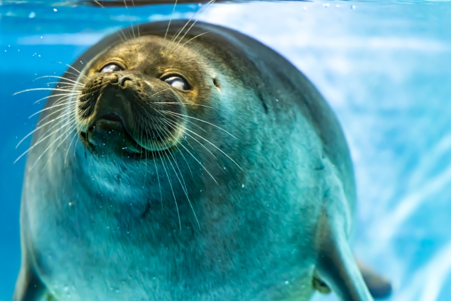 Portal-Japan 日本全国(47都道府県、1790市区町村)の総合ポータルサイト「ポータルジャパン」「ひるなび」「ポータルサイト」「全国版情報ポータルサイト」「hirunabi」 三重県