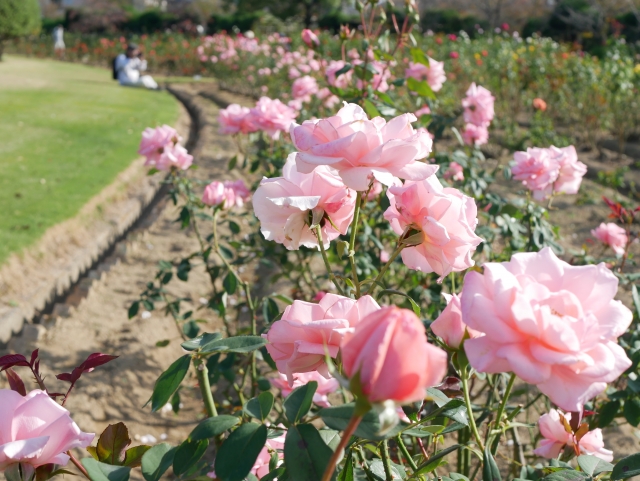 Portal-Japan 日本全国(47都道府県、1790市区町村)の総合ポータルサイト「ポータルジャパン」「ひるなび」「ポータルサイト」「全国版情報ポータルサイト」「hirunabi」 岡山県