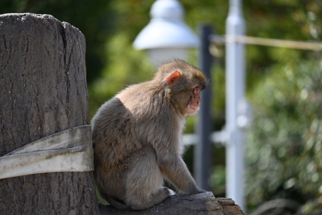 Portal-Japan 日本全国(47都道府県、1790市区町村)の総合ポータルサイト「ポータルジャパン」「ひるなび」「ポータルサイト」「全国版情報ポータルサイト」「hirunabi」 佐賀県