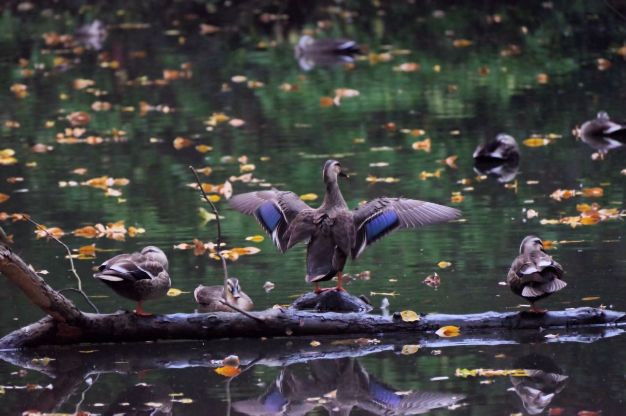 Portal-Japan 日本全国(47都道府県、1790市区町村)の総合ポータルサイト「ポータルジャパン」「ひるなび」「ポータルサイト」「全国版情報ポータルサイト」「hirunabi」 東京都目黒区