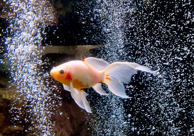 Portal-Japan 日本全国(47都道府県、1790市区町村)の総合ポータルサイト「ポータルジャパン」「ひるなび」「ポータルサイト」「全国版情報ポータルサイト」「hirunabi」 東京都足立区