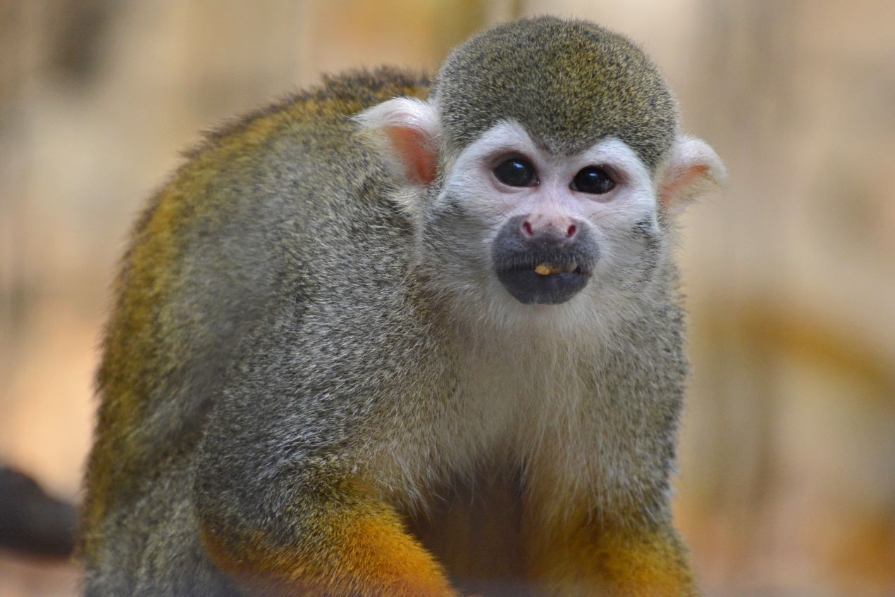 Portal-Japan 日本全国(47都道府県、1790市区町村)の総合ポータルサイト「ポータルジャパン」「ひるなび」「ポータルサイト」「全国版情報ポータルサイト」「hirunabi」 東京都江戸川区