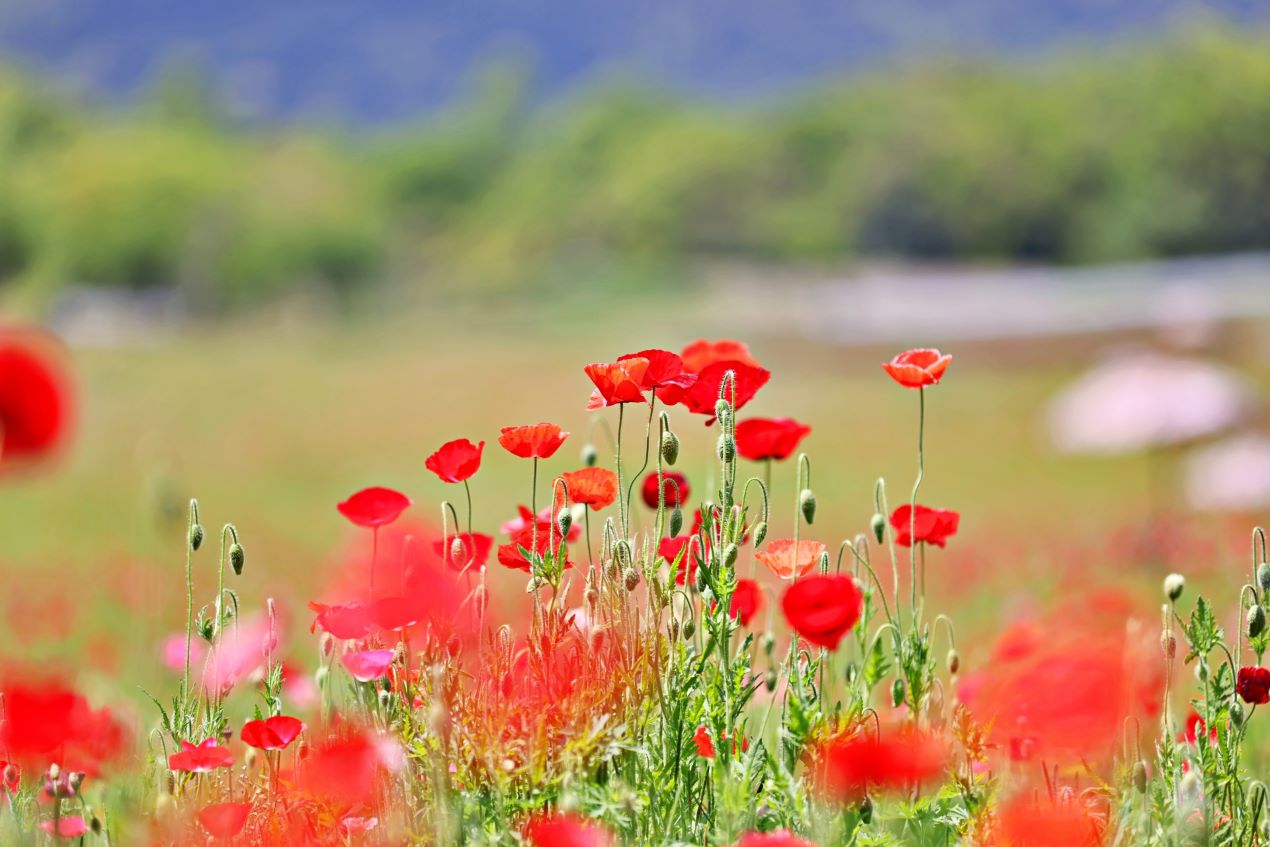 Portal-Japan 日本全国(47都道府県、1790市区町村)の総合ポータルサイト「ポータルジャパン」「ひるなび」「ポータルサイト」「全国版情報ポータルサイト」「hirunabi」 東京都江戸川区