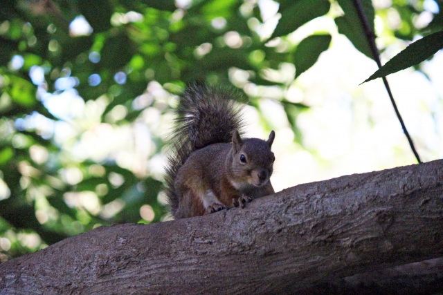 Portal-Japan 日本全国(47都道府県、1790市区町村)の総合ポータルサイト「ポータルジャパン」「ひるなび」「ポータルサイト」「全国版情報ポータルサイト」「hirunabi」 東京都武蔵野市