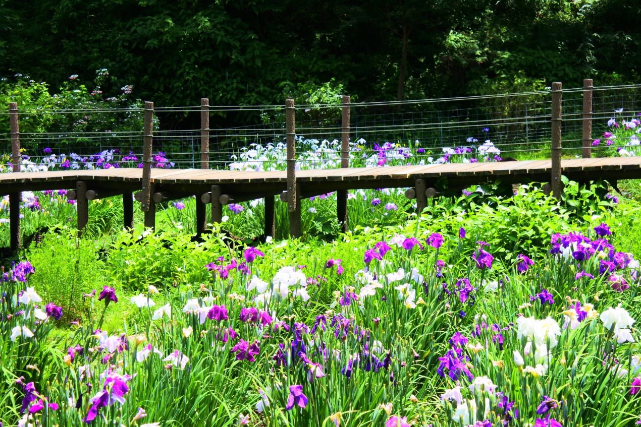 Portal-Japan 日本全国(47都道府県、1790市区町村)の総合ポータルサイト「ポータルジャパン」「ひるなび」「ポータルサイト」「全国版情報ポータルサイト」「hirunabi」 東京都清瀬市