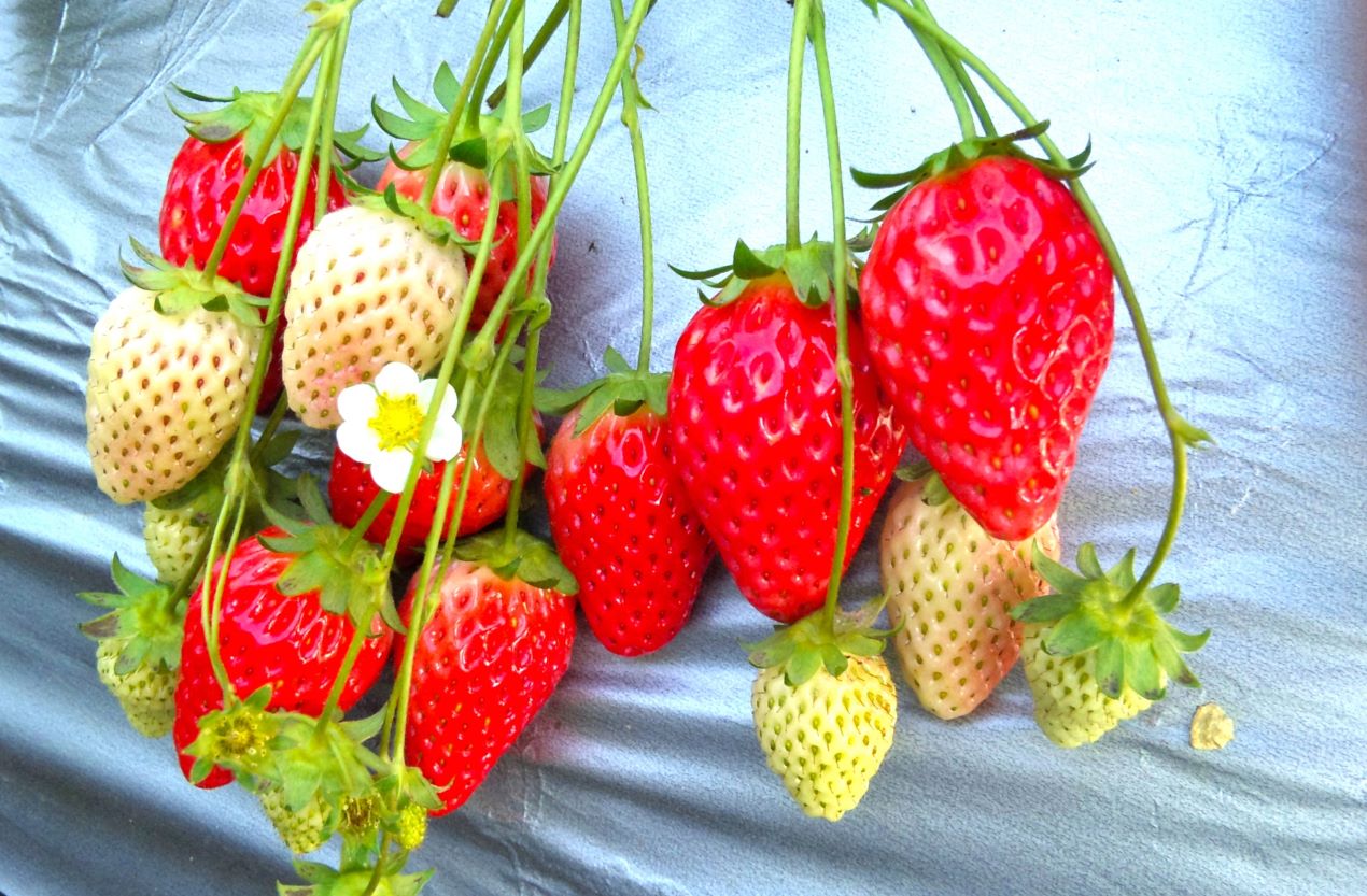 Portal-Japan 日本全国(47都道府県、1790市区町村)の総合ポータルサイト「ポータルジャパン」「ひるなび」「ポータルサイト」「全国版情報ポータルサイト」「hirunabi」 東京都清瀬市