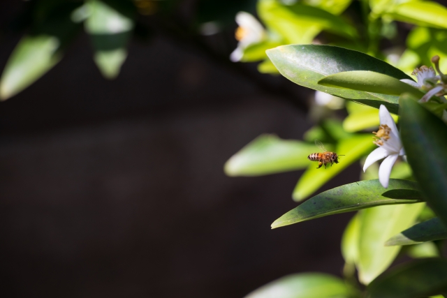 Portal-Japan 日本全国(47都道府県、1790市区町村)の総合ポータルサイト「ポータルジャパン」「ひるなび」「ポータルサイト」「全国版情報ポータルサイト」「hirunabi」 東京都稲城市