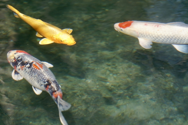 Portal-Japan 日本全国(47都道府県、1790市区町村)の総合ポータルサイト「ポータルジャパン」「ひるなび」「ポータルサイト」「全国版情報ポータルサイト」「hirunabi」 東京都御蔵島村