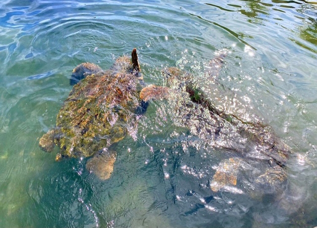 Portal-Japan 日本全国(47都道府県、1790市区町村)の総合ポータルサイト「ポータルジャパン」「ひるなび」「ポータルサイト」「全国版情報ポータルサイト」「hirunabi」 和歌山県東牟婁郡串本町