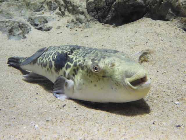 Portal-Japan 日本全国(47都道府県、1790市区町村)の総合ポータルサイト「ポータルジャパン」「ひるなび」「ポータルサイト」「全国版情報ポータルサイト」「hirunabi」 山口県下関市